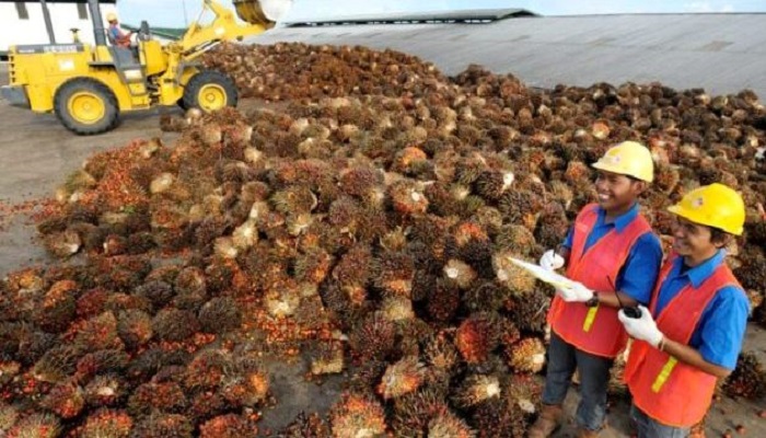 Pendapatan Dharma Satya Nusantara (DSNG) naik 25% jadi Rp8,9 triliun di Q3 2025, ditopang segmen sawit dan efisiensi operasional. (Foto: Dok. DSNG)