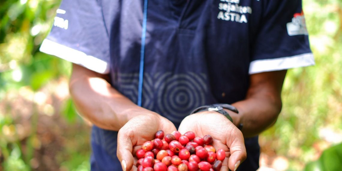 Bukan Main! Desa Sejahtera Astra Bajawa Ekspor 15 Ton Kopi, Nilainya Capai Rp1,65 Miliar