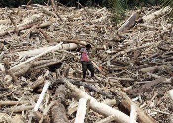 Warga berjalan di atas sampah kayu gelondongan pascabanjir bandang di Desa Aek Garoga, Kecamatan Batang Toru, Kabupaten Tapanuli Selatan, Sumatera Utara, Sabtu (29/11/2025). (Foto:Antara)