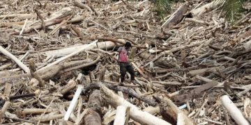 Warga berjalan di atas sampah kayu gelondongan pascabanjir bandang di Desa Aek Garoga, Kecamatan Batang Toru, Kabupaten Tapanuli Selatan, Sumatera Utara, Sabtu (29/11/2025). (Foto:Antara)