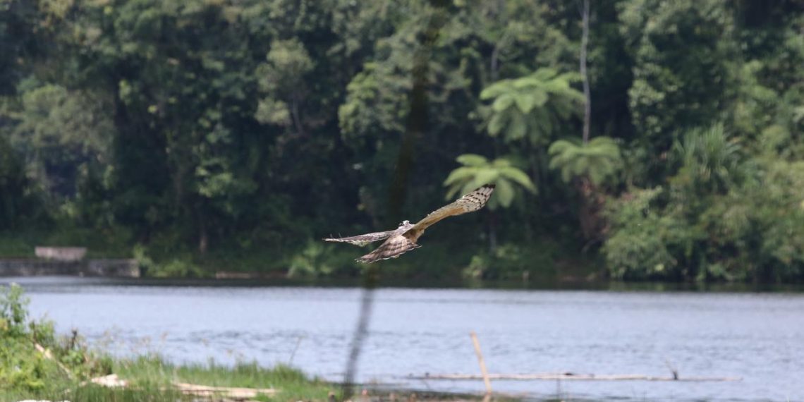 Djarum Foundation perkuat konservasi elang jawa lewat kolaborasi Lintas Sektor.