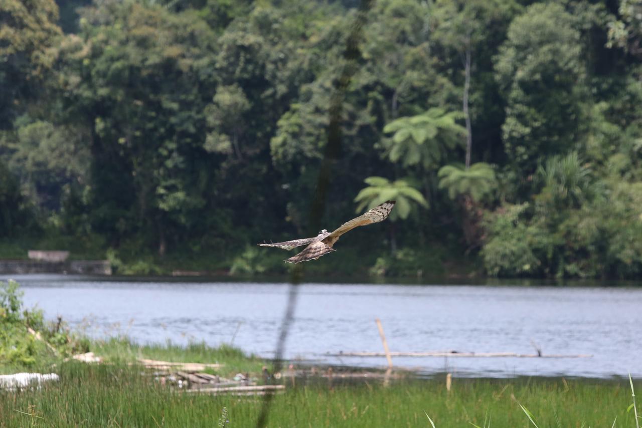 Djarum Foundation perkuat konservasi elang jawa lewat kolaborasi Lintas Sektor.