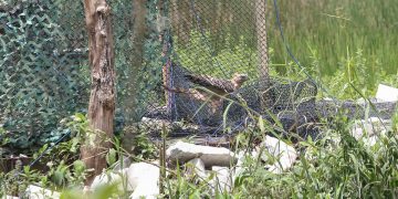 Djarum Foundation perkuat konservasi elang jawa lewat kolaborasi Lintas Sektor. (Foto: Istimewa)