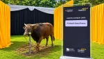 Donasi kurban Mandiri Utama Finance berupa satu ekor sapi dalam rangkaian kegiatan Idul Adha Mandiri Group pada Rabu (27/5). (Foto: Dok. MUF)