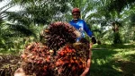 Ilustrasi: Industri sawit Indonesia. (Foto: istimewa)