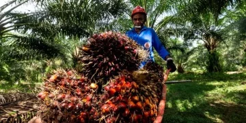 Ilustrasi: Industri sawit Indonesia. (Foto: istimewa)