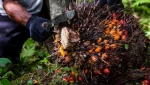 Ilustrasi: Industri sawit dinilai mampu topang ketahanan pangan Indonesia. (Foto: istimewa)